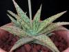 Aloe rauhii cv 'snowflake' 2.JPG